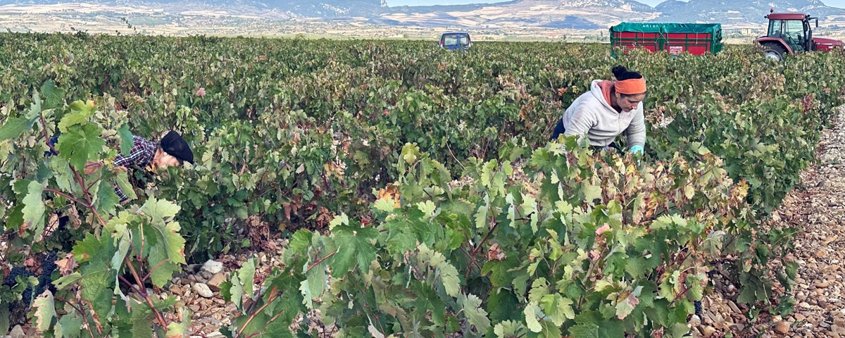 Bodegas Tarón afronta con optimismo la añada 2026 tras una vendimia histórica