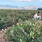 Bodegas Tarón afronta con optimismo la añada
2026 tras una vendimia histórica