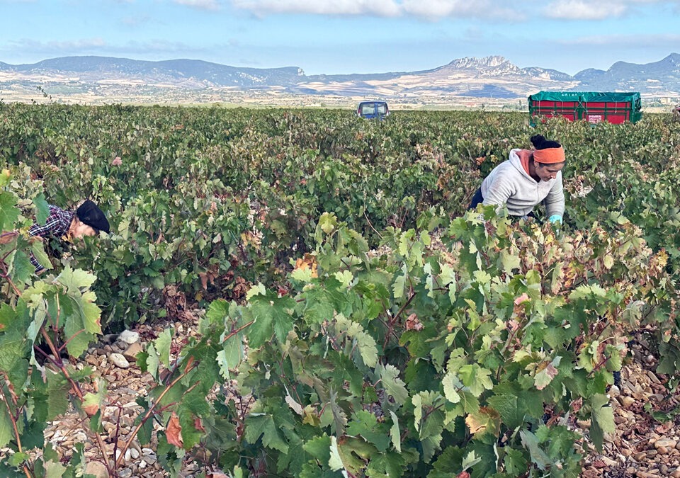 Bodegas Tarón afronta con optimismo la añada 2026 tras una vendimia histórica